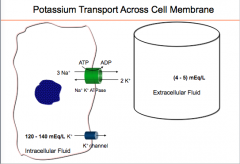 NaKATPase (3Na+ in for every 2K+ out) 
Requires energy 
Main pathway to transport K inside cells 
ALL FACTORS THAT AFFECT K INTERNAL BALANCE WORK THROUGH THIS PUMP.