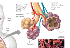 Gas exchange occurs in the alveoli, air sacs clustered at the tips of the tiniest bronchioles. They have a LARGE surface area and small distance