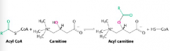 A carnitine acyl transferase reaction