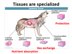 They are epithelial tissues and are very thin in order to breathe.