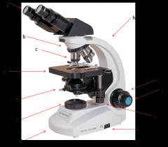 contains a lens that helps focus the light on your subject. is adjusted by the condenser knob that looks similar to the coarse adjustment. (e)

Lab Module 2: Basics of Microscopy