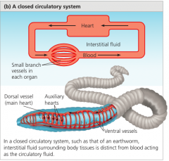 In a closed circulatory system, a circulatory fluid calledblood is confined to vessels and is distinct from the interstitial fluid. One or more hearts pump bloodinto large vessels that branch into smaller ones that infiltratethe organs. Chemical e...