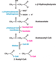 Oxaloacetate may come from protein breakdown


aspartate--> oxaloacetate