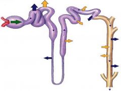 identify proximal convoluted tubule? loop of henle? descending and ascending loop? loop? renal corpuscle?
