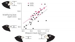 Using the graph provided. Can you say that beak size and shape is inherited?