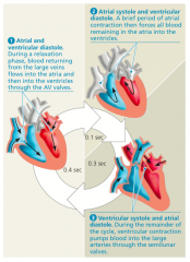 The heart contracts and relaxes in a rhythmic cycle.When it contracts, it pumps blood; when it relaxes, itschambers fill with blood. One complete sequence of pumping and filling is referred to as the cardiac cycle. Thecontraction phase of the cycl...