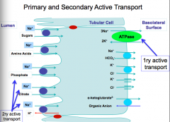 Primary active transport
Na+-K+-ATPase