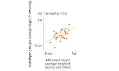 This graph shows that there is medium heritability