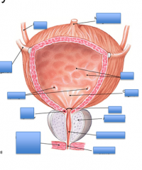 in the bladder what are the two posterior openings ? what IUO controlled by?
What directs urine into the urethral orifice as the bladder wall contracts?
What are the three tunics of the bladder?