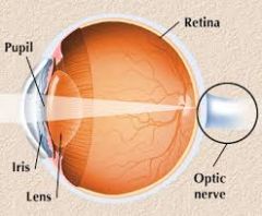 transmit impulses to the brain from the retina at the back 
of the eye.
