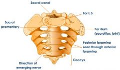 5 fused vertebrae