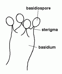 the little points that hold up the basidiospores on the basidium 

Lab Module 3: Fungi