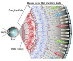 Retinal ganglion cells