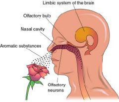neural structure of the vertebrate 
forebrain involved in olfaction, or the sense of smell