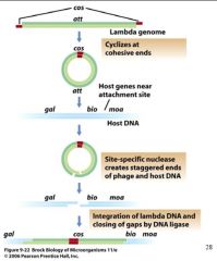 Integration av
lambdagenomet.
Detta sker alltid
på ett bestämt
ställe i bakteriekromosomen