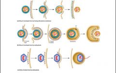 1) Entry of enveloped virus by fusing with the plasma membrane 

2) 

Entry of enveloped virus by endocytosis 
(active transport in which a cell transports
molecules (such as proteins) into the cell)

3) Entry of naked virus by endocytosis 