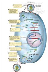 HIV:s reproduktionscykel.
Viruset måste ha med sig reverst
transkriptas i virionen, eftersom
värdcellen inte läser av
virusgenomet när det är som esRNA

LÄS MER I LIFE 16.6 
