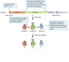 Synthesis and cleavage of
a polyprotein. 
RNA-animalvirus gör ofta
polyproteiner, eftersom deras
mRNA innehåller information
för flera proteiner och
eukaryotceller endast börjar läsa
av mRNA på ett ställe.
Polyproteinerna får seda...