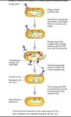 • En bit av värdcellens kromosom packas in i en
viruspartikel av misstag 
• Nukleinsyran i den “felaktiga” viruspartikeln
består oftast helt av värdcells-DNA – ingen
virusproduktion i den infekterade cellen 
• Ingen selektion ...