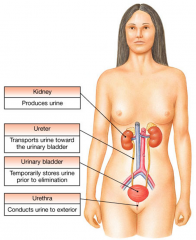 The kidneys filter waste products from the bloodstream and convert the filtrate into urine 

Regulates blood volume, pH, and can trigger release of erythropoieten and renin to stimulate blood cell production

The ureters, urinary bladder, and ...