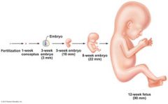 conceptus
embryo
fetus
infant