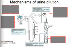 What does disorder of urinary dilution lead to?
Locations and mechanisms that cause urine dilution: