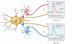 The signal that a neuron can send either a EPSP or an IPSP and a neuron receives many of these EPSP/IPSP because it has many input neurons. 

*excitatory POST synaptic potential