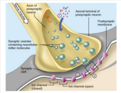 synapse is a junction where messenger molecules, or neurotransmitters from one neurons are released to EXCITE OR INHIBIT the next neuron. 
*most mammalian neurons are chemical neurons. 

Steps: 
1. Signal reaches the axon terminal causing reup...