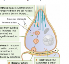 Neurotransmission-because neurotransmitters are transmitted :)