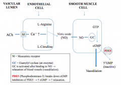 Vasodilation


ACh.MAChR on endothelial cells lining arterioles -> release nitric oxide (NO) -> diffuses to smooth muscle cells of arterioles -> dilation.