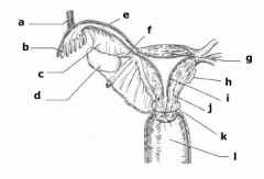 On the diagram of a frontal section of a portion of the female reproductive system seen on the following page, identify all indicated structures. Some answers may be used more than once.