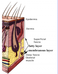 Superficial
Camper's fascia (fatty layer)
Scarpa's fascia (membranous, deep layer)