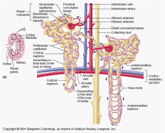 superficial or mid-cortical nephrons are 85%, juxtamedullary nephrons are 15%