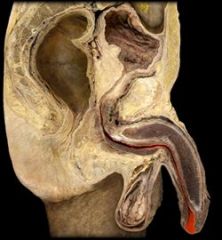 urethra.
prostatic, membranous, spongy urethra
transports semen from ejaculatory duct