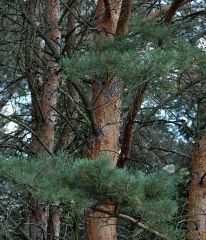   Pinus sylvestris
branches are
spreading, and stems are often crooked in early years.
The plant’s bark is orange, thin and smooth on upper
trunk, dark and fissured below  