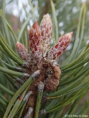 Pinus sylvestris
buds oblong-ovate, fringed scales, reddish-brown, reninous
*resembles a wasp thorax*
