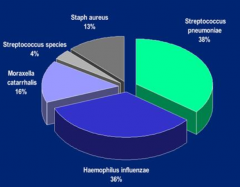 - 38% S. pneumoniae
- 36% H. influenzae
- 16% Moraxella catarrhalis
- 13% Staph aureus
- 4% Other Streptococcus species
