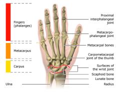 Classified as biaxial - movement occurs along two axes 
Example : 
Metacarpophalangeal joints 
Metatarsophalangeal joints 
Wrist joint 
Allow moving bone to travel - side to side abduction and adduction and back and forth flexion and extension 

