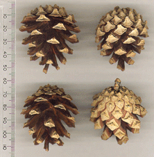 Pinus sylvestris 
Smaller cones, roundish, gray or dull brown, 