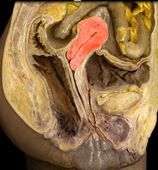 the uterus;
pear shaped and muscular organ
anchored anteriorly by round ligament of the uterus
subdivided into the fundus, body, cervix, and cervical os