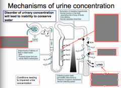 Identify the mechanisms of urine concentration: