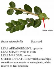 Buxus microphylla
Opposite leaf arrangement, margins entire, white midrib on leaf underside