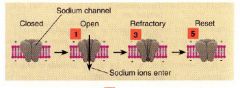 voltage gated sodium channel
