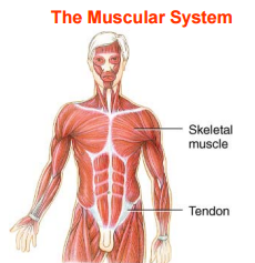 Main functions: -movement
-posture
-heat


Note: cardiac and smooth muscle NOT in this system