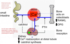 Ca++ reabsroption at distal tubule increase

Calcitriol synthesis increase

Decrease phosphate reabsroption at proximal tubule