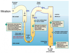 By filtration, reabsorption and secretion

1) Isomotic fluid leaving the proximal tubule becomes progressively more concentrated in the descending limb

2) Removal of solute in thick ascending limb creates hyposomotic fluid

3) Permeability to wat...