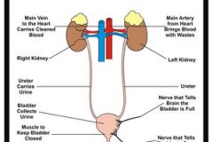 composed of kidneys ureters bladder and urethra, each kidney has a million nephrons which filter the blood