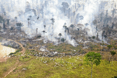 ¿Qué nombre recibe la agricultura itinerante de las regiones tropicales en la que se tala y quema una región de bosque para sembrar sobre sus cenizas?