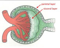 glomerulus aka bowman's capsule, is doubled walled, parietal layer is made epithelial cells no involved in filtration; visceral layer is made of specialized epithelial cells called podocytes that wrap around the glomerular capillaries, podocytes ...