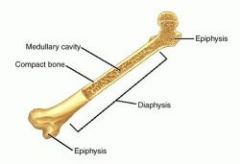 - middle portion of long bone between the two epiphysis's 
- diaphysis is composed of compact bone that surrounds central marrow cavity (contains red or yellow marrow)
- contains bone marrow and adipose tissue